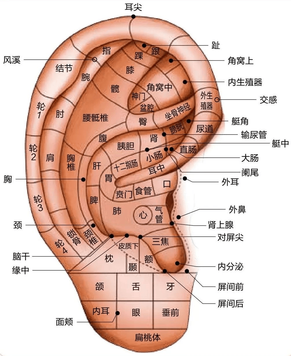 耳穴健康介绍